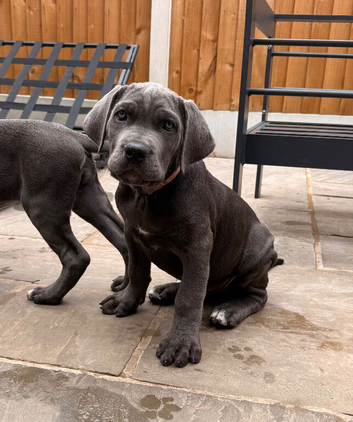 World Winner and Champion bloodline, Pedigree Cane Corso Puppies