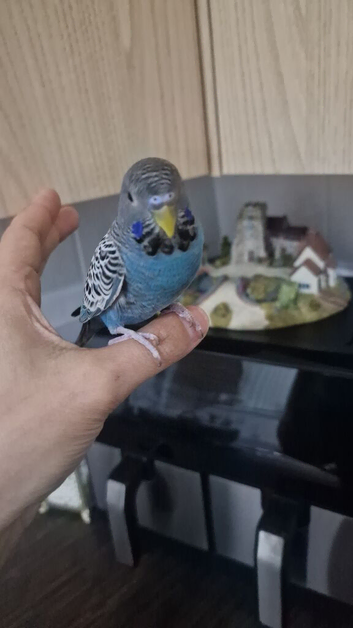 Blackface budgie