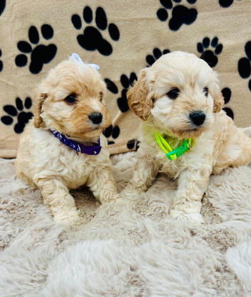 BEAUTIFUL F1 CAVAPOO PUPPIES EXTENSIVELY HEALTH TESTED PARENTS