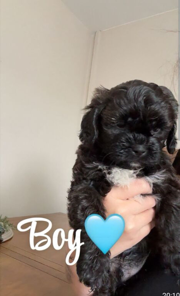 Male puppy for sale mixed cavapoo and shitzu