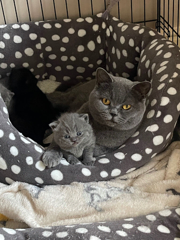 British blue pedigree cats