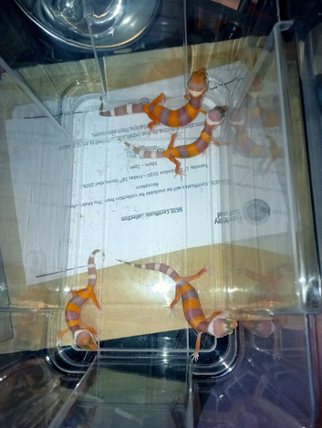 4 baby leopard gecko