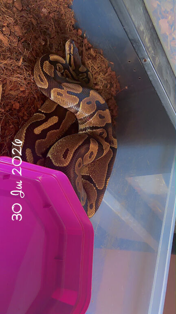 100% het pied 100% het lavender albino
