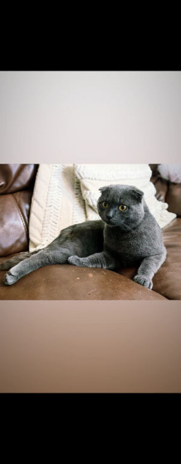 ENTIRE Blue Male Scottish Fold