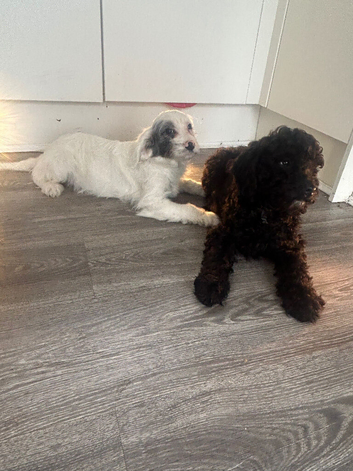 Cockapoo pups