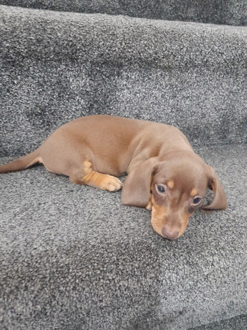 Dashund pups