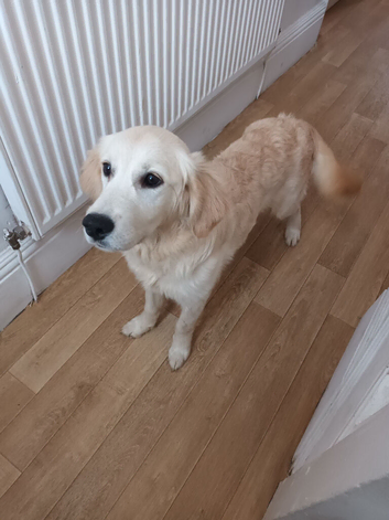 Kc reg Golden retriever female