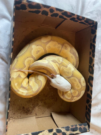firebelly x banana albino royal python