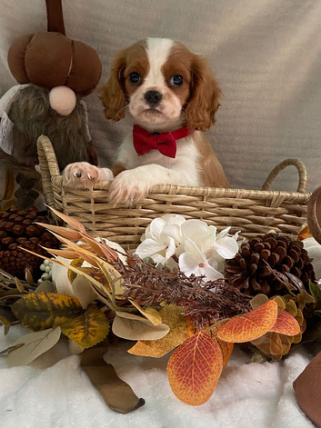 Cavalier King Charles