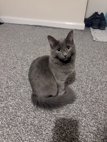 russian blue/ragdoll