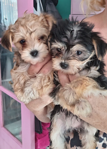 Yorkshire Terrier / Morkies