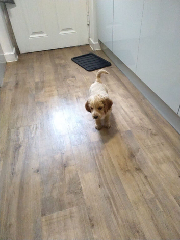Cockapoo Puppies For Sale!!