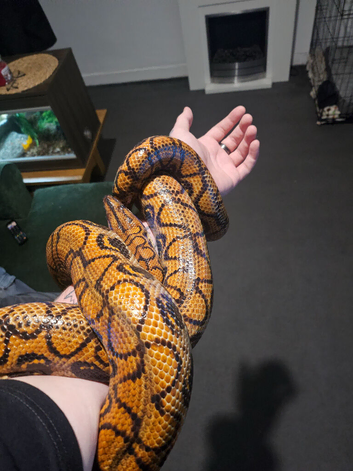 Adult brazilian rainbow boa