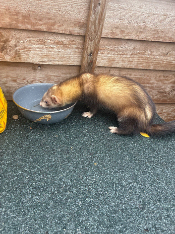 17 weeks old ferret Jill
