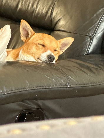Stunning female jack Russell