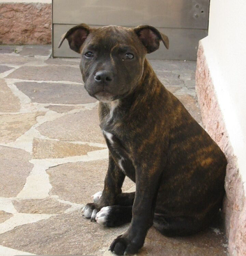 14 week old Staffy