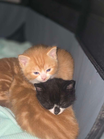 Ginger X Calico kittens for sale