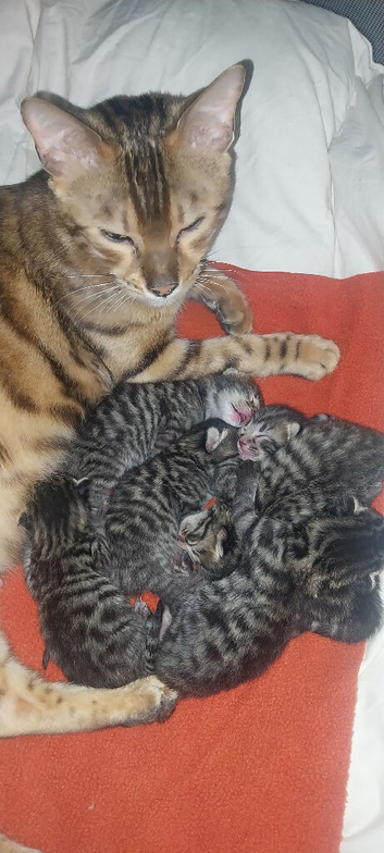 Beautiful black and silver bengals