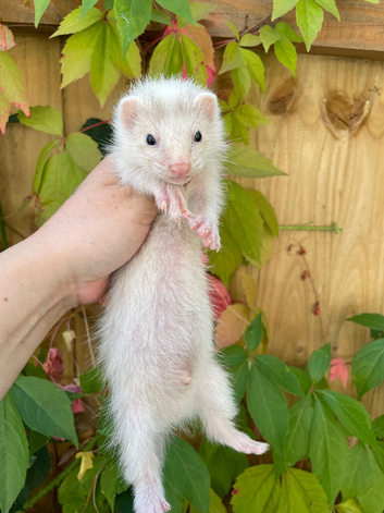 Semi angora kits available