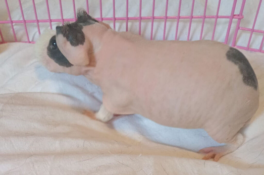 Skinny pig boys for sale