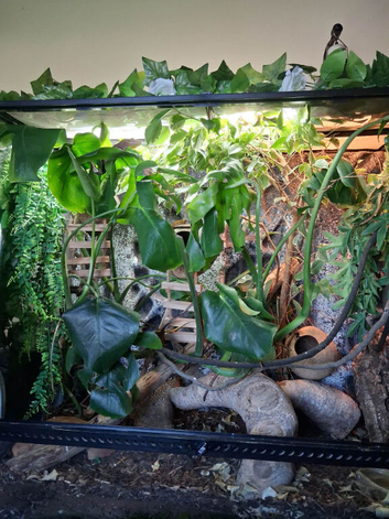 3 crested geckos and large eco terra with stand and all accessories