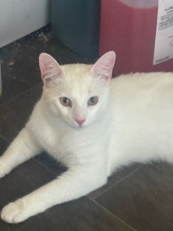 Turkish angora male