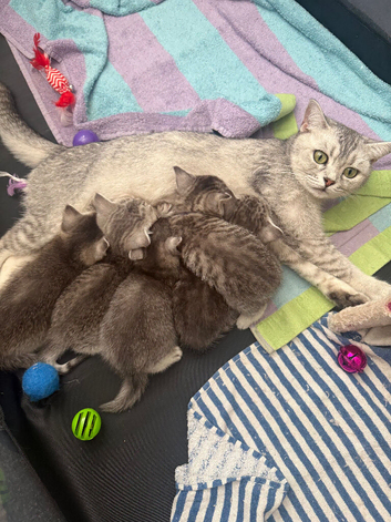 GCCF registered kittens