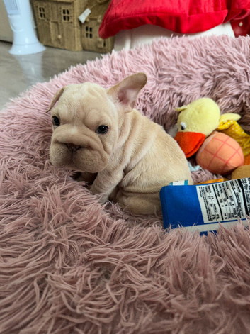 French bulldog puppies ready now!