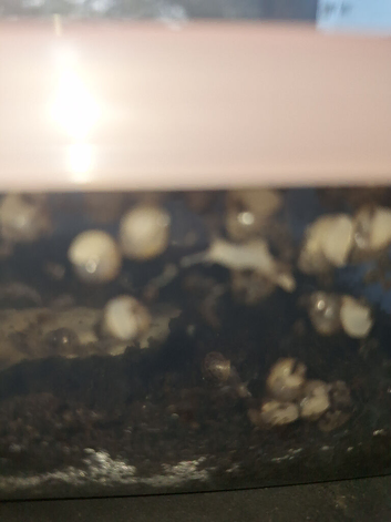 Baby african land snails