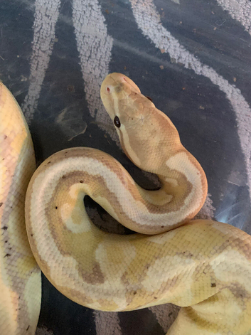 Banana pastel ball python FEMALE