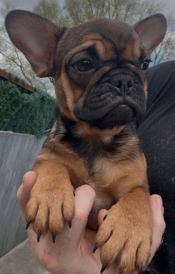 Female French bulldog