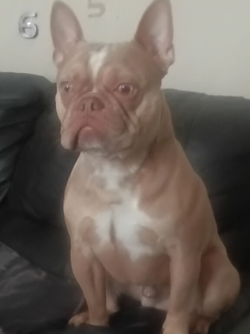 Male frenchie