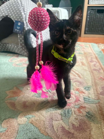 Kitten
