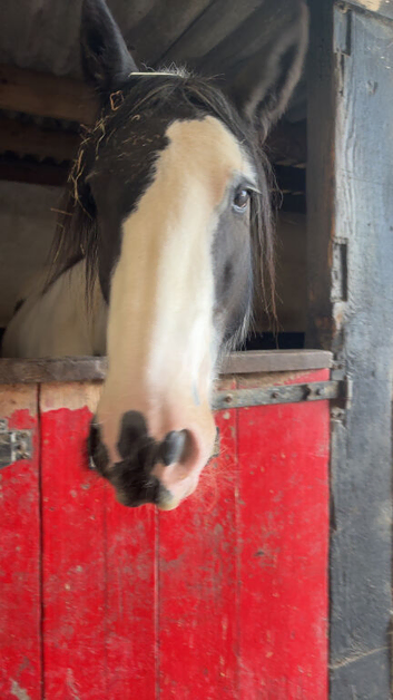 Beautiful Coloured Cob Gelding Looking For Sharer