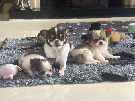2 female pomchi