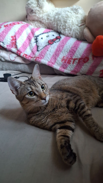 Sweet & Playful &ndash; Tulip Looking for a Loving Home