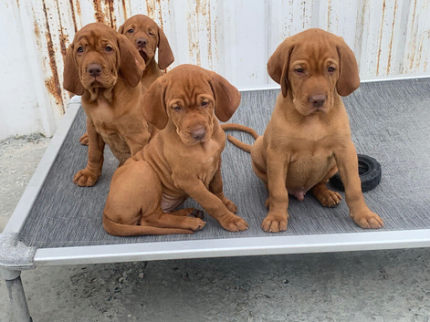 KC reg  Hungarian Vizslas