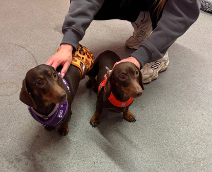 Mini dachshund puppies