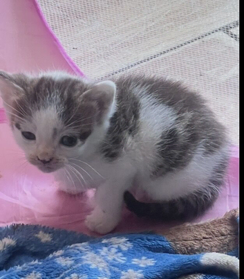 Kittens ready now