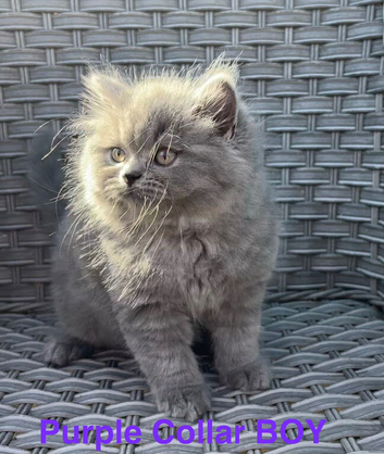 2 GCCF Blue  British Long Hair Kittens