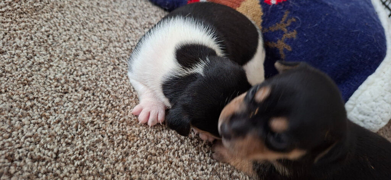 Jack russell puppies