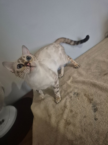 Bengal snow lynx female