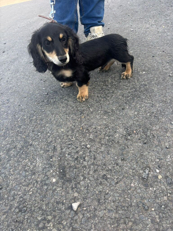 Long haired mini dachshund