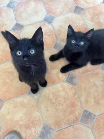 Two males