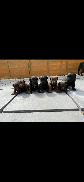 5 Beautiful patterdale puppies looking for 5 star home