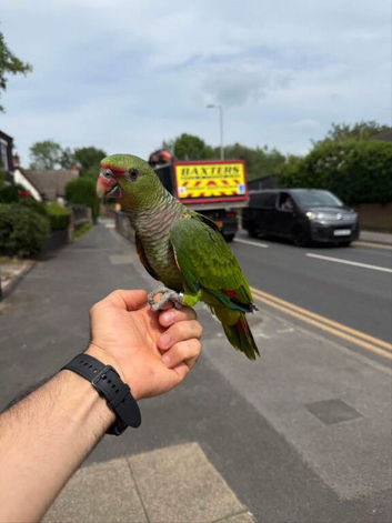 15 months old Amazon parrot  friendly