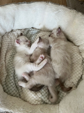 3 beautiful full ragdoll kittens