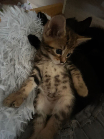 Gorgeous kittens 2 girls 2 boys