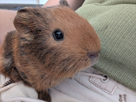 Male guinea pig - 4 weeks old,
