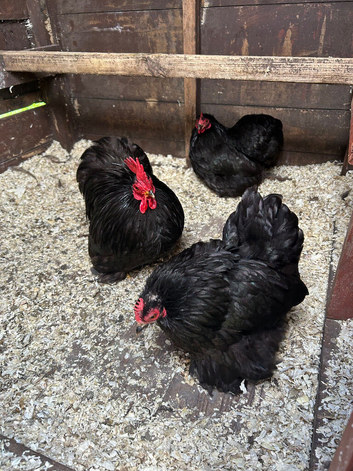 Pekin bantam pairs and trios